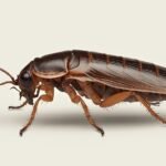 ג’וק חום קטן מטייל